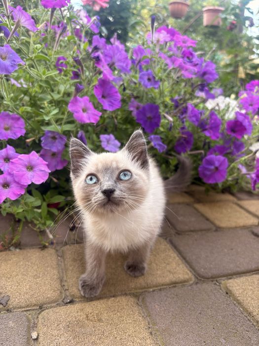 Кошеня  дівчинка 2 місяці