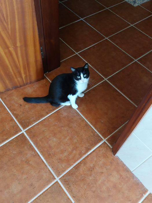 Gatinha bebé estetilizada gratuitamente