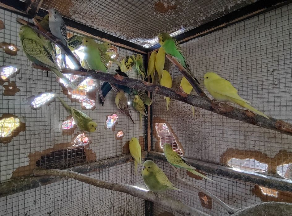 Papuga Falista Papużka Falista Młoda 2025 GRUDZIĄDZ