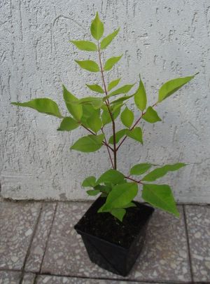 EWODIA AKSAMITNA sadzonki w doniczkach Miododajna!