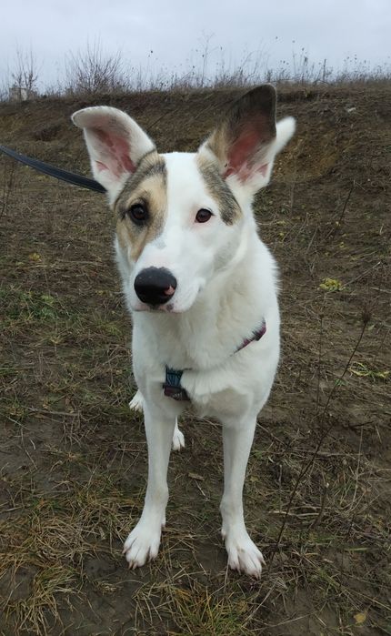 В добрі руки собаки. М. Хмельницькийй
