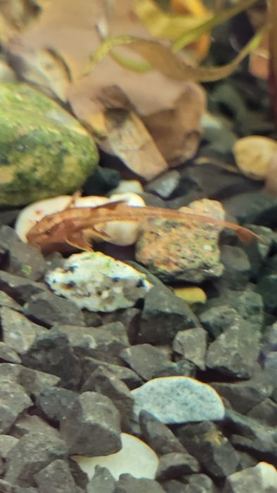 Loricaria zbrojnik czerwony