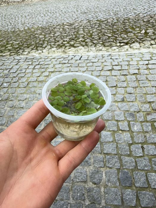 Planta Aquática-Salvinia Minima