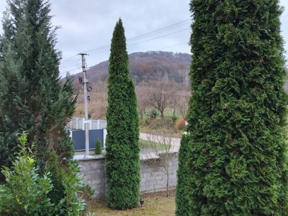 Продаю будинок у тихому куточку Свалява