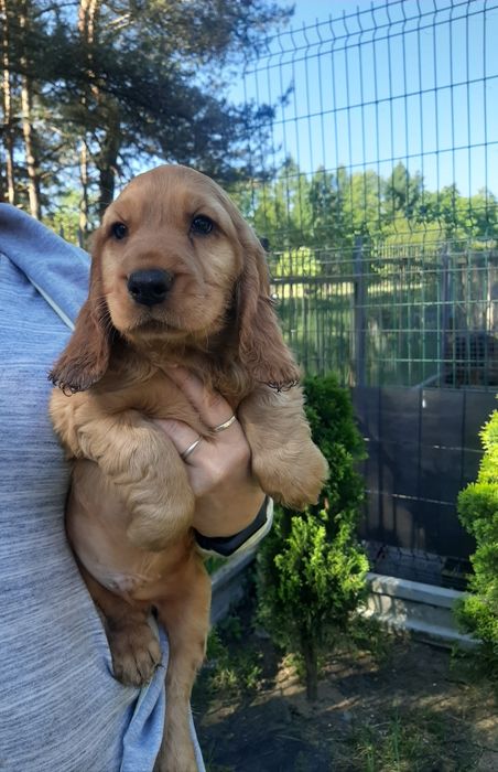 Cocker spaniel rezerwacja