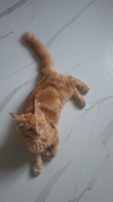 Maine  Coon kocur 6 miesiecy z hodowli