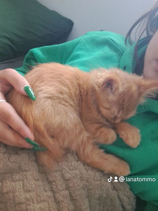 Кошеня, дівчинка, 3,5 місяці