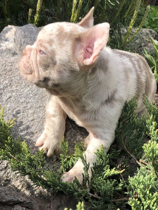 Элитные французские бульдоги