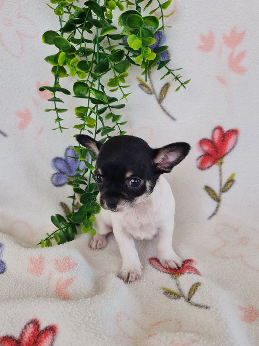 Excelente mini menina Chihuahua/Chiuaua Linhagem Russa de Qualidade