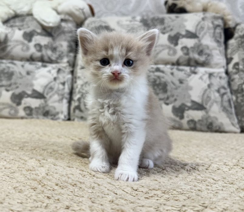 Сибирское очарование!)