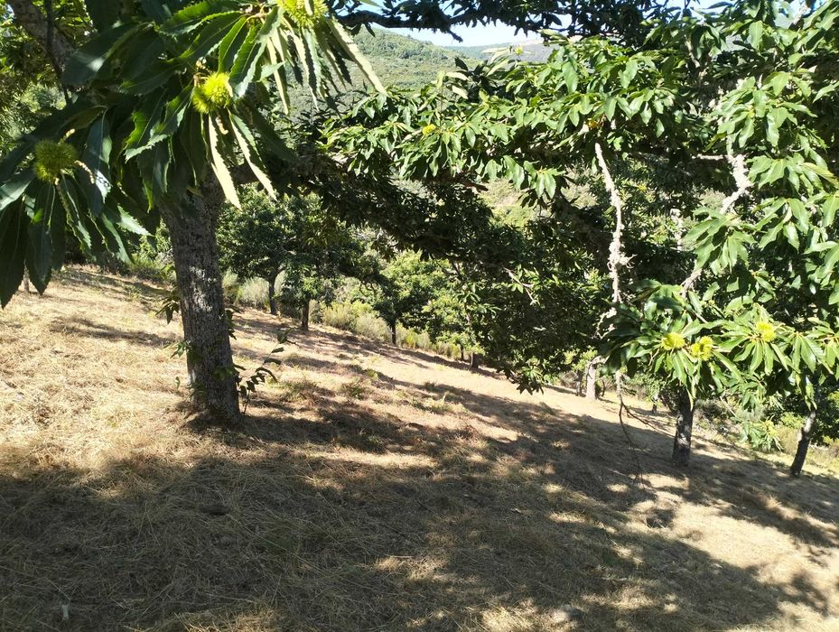 Limpeza de terrenos