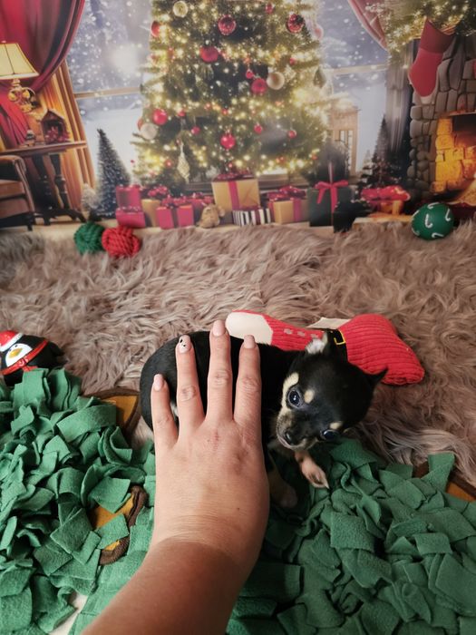 ***Chihuahua piesek biszkopt tricolor czarny xs ***