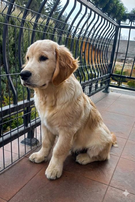 Piesek Golden Retriever