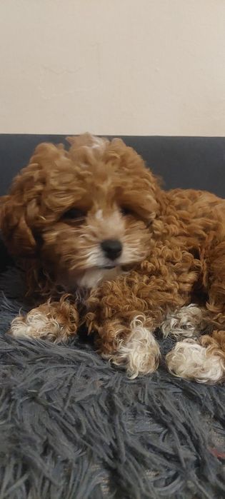 Suczka Cavapoo Red