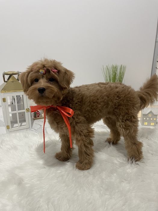 Помапу — Лише 4 дівчинки! Ідеальна можливість