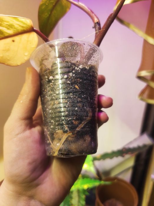 Philodendron Strawberry shake/Emerald red