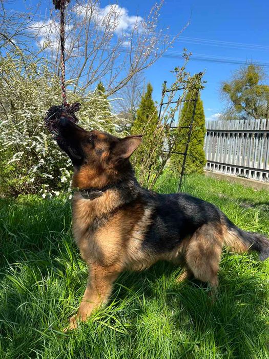 Німецька вівчарка -вязка