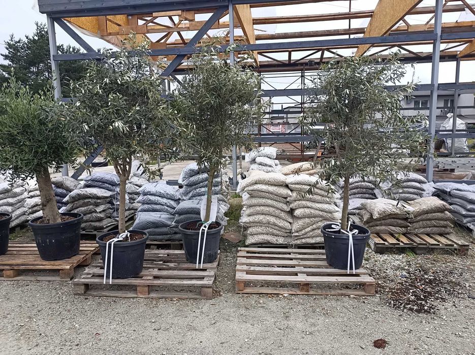 Oliwka Europejska Drzewo Oliwne Olea Europaea Cipressino dostawa !!