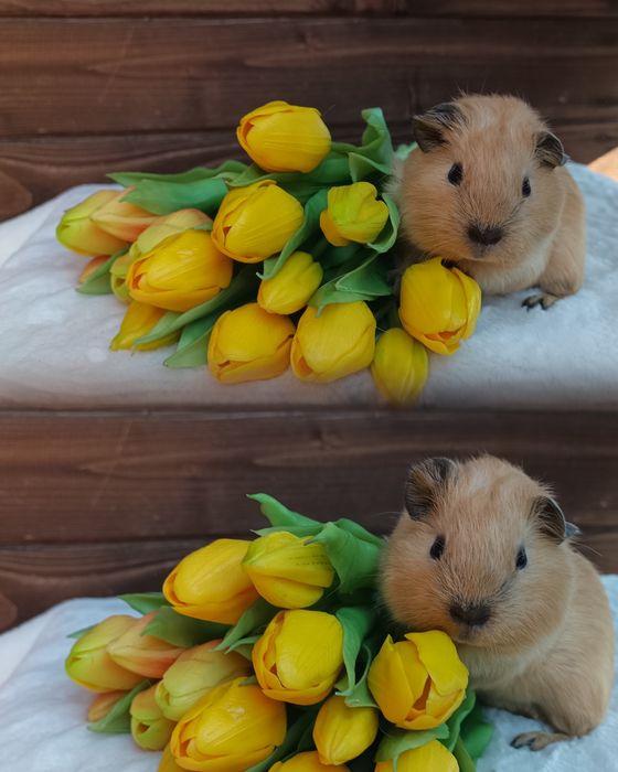 Świnka morska US Teddy i kawia domowa