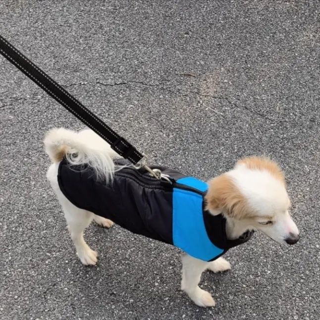 Одяг для собак та котиків