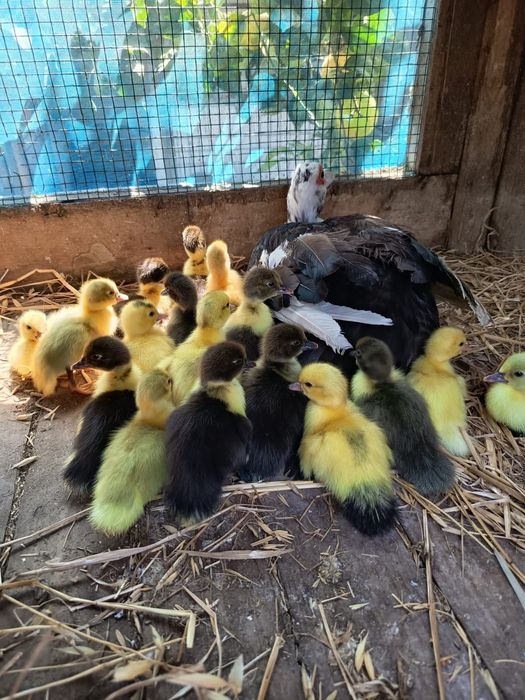 Patos mudos raça grande