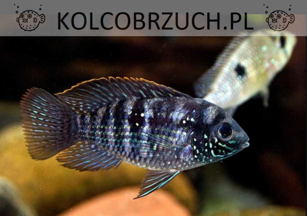Akara błękitna - Andinoacara pulcher - dowóz, wysyłka