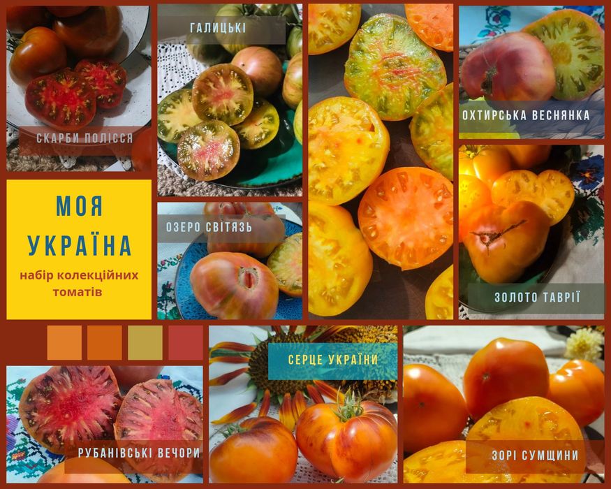 "Моя Україна" набір насіння колекційних томатів