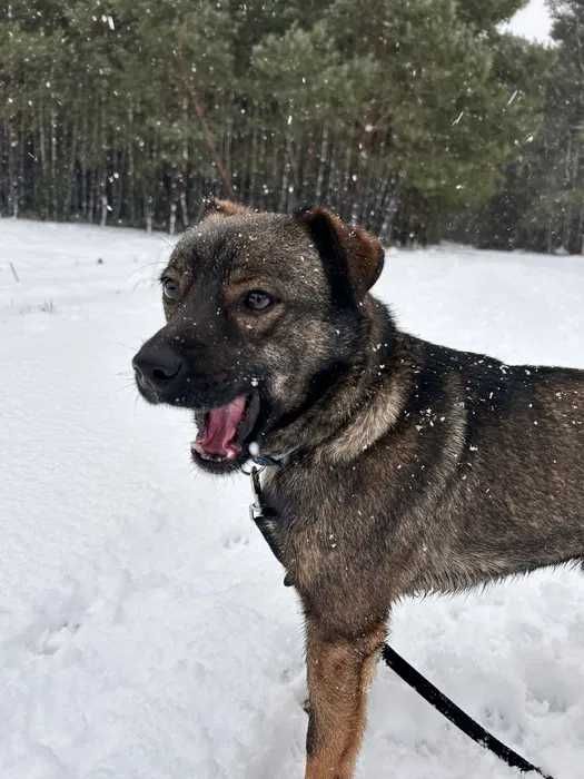 Bruno szuka domu, super piesek, młody ok.10kg