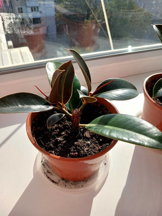 Фікус Мелані 20см