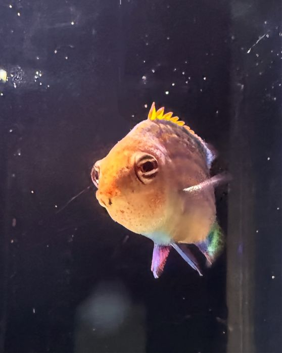 Troco ou vendo peixe de água salgada six line wrasse