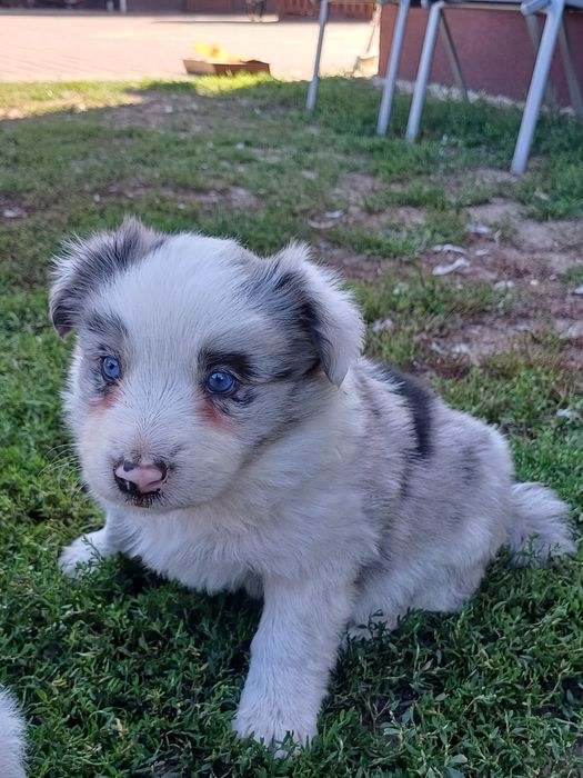 Border Collie piesek blue merle