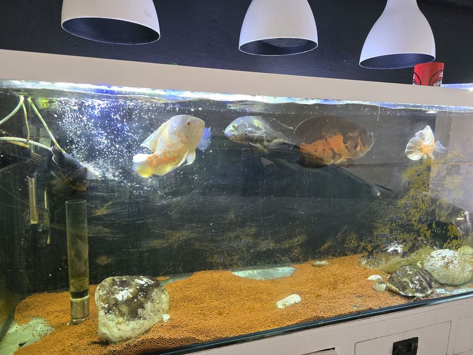 5 peixes Oscar Adulto