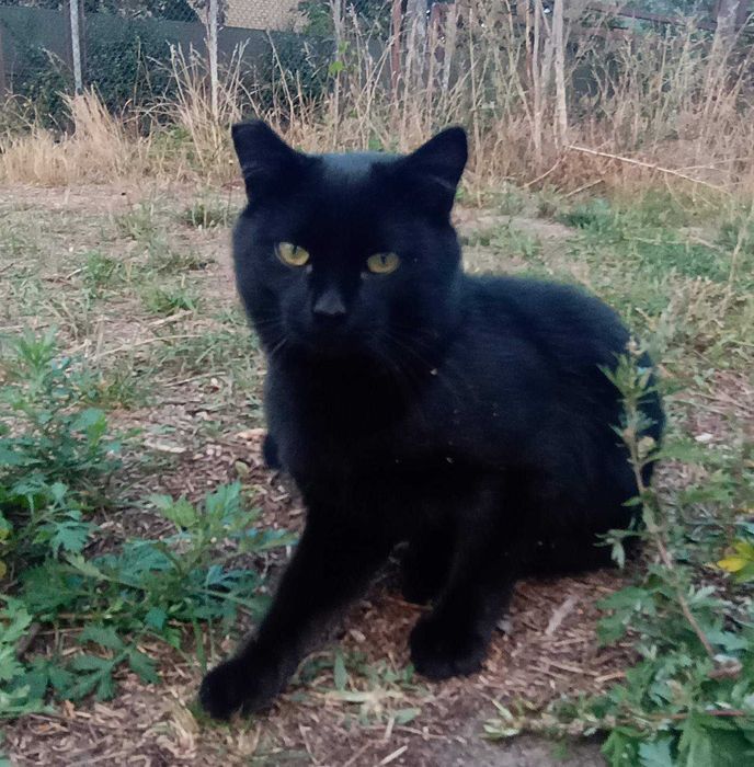 Молодий котик в добрі руки