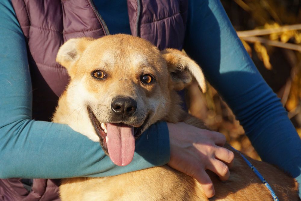 Aran - uroczy pies szuka rodziny