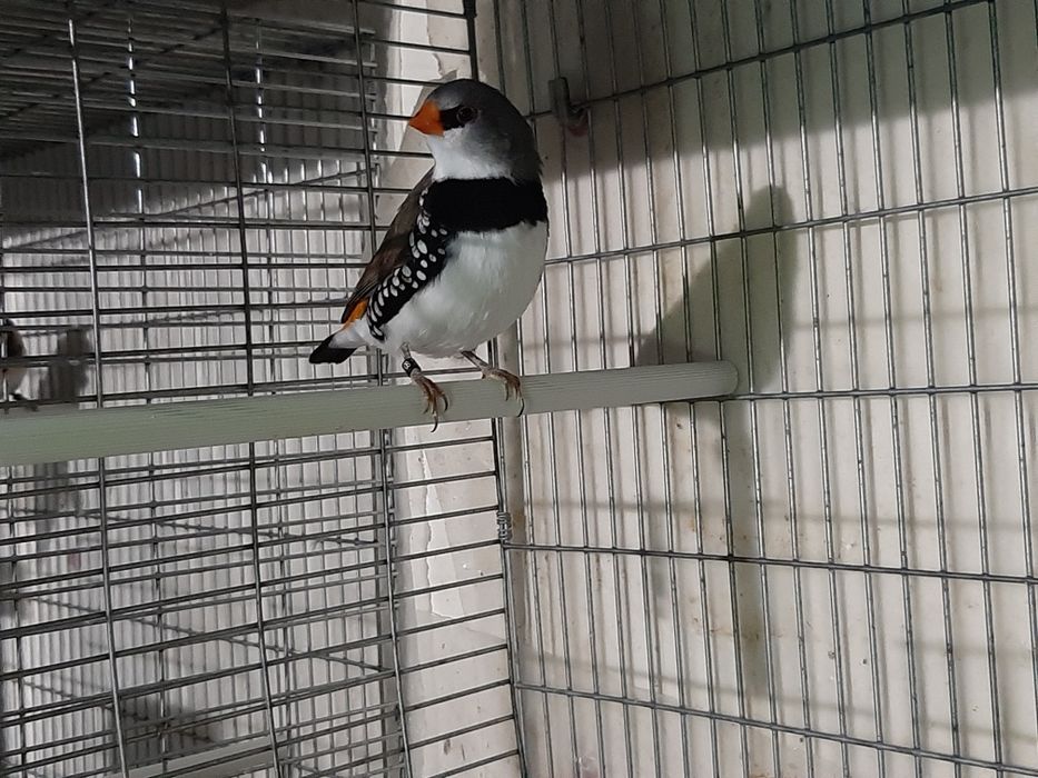 Para ceder lote de aves