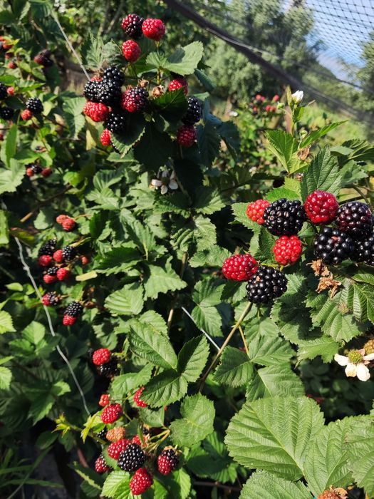 Planta amora roxa (tamanho jumbo)
