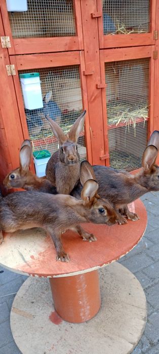 Króliki zajęczaki machoniowe