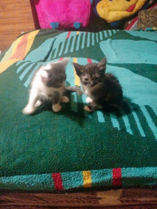 Віддам грайливих кошенят