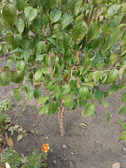 Продам саженцы кизила.