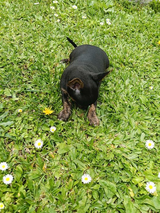 Pinscher menino lindo