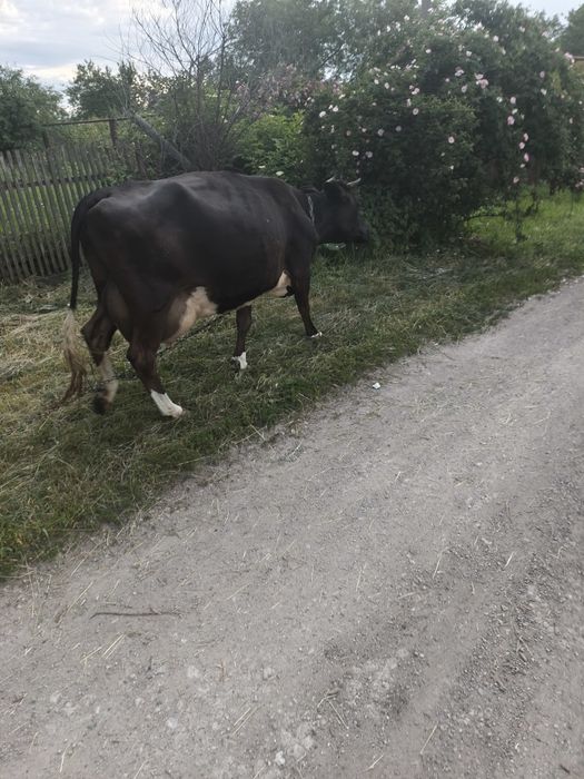 Продам корову на молоко