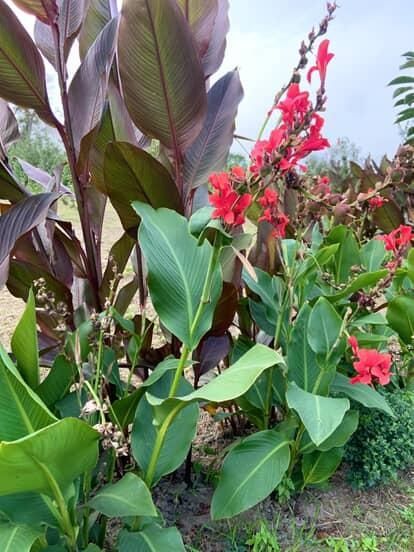 Кани вазони продам цибульки