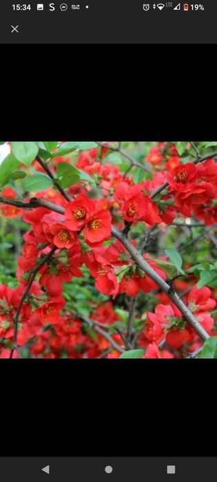 Sadzonki nasiona hibiskus bagienny pigwowiec okazały juki