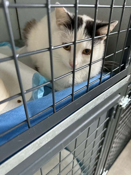 Kotek do adopcji