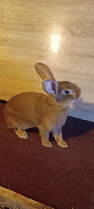 Кролики Бургундія