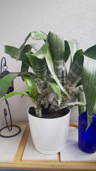 Aechmea - kwiat doniczkowy