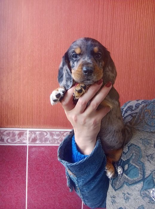 Полудовгошерстний хлопчик мерле