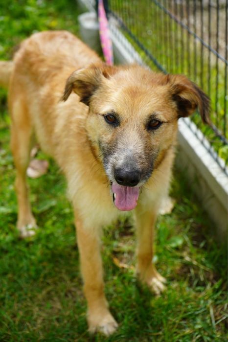 Chanel poleca sie do adopcji