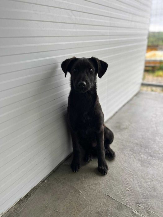 Bambi - Jovem para Adopção