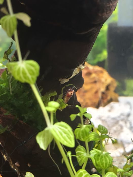 Camarões Caridina Crystal Red/black/white/tiger